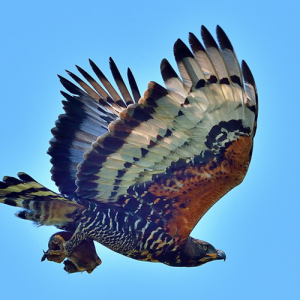 African-Crowned-Eagle