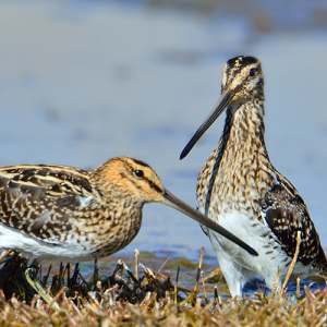 African-Snipe (1)