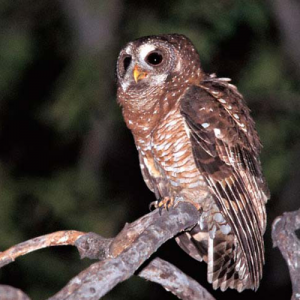 African-Wood-Owl