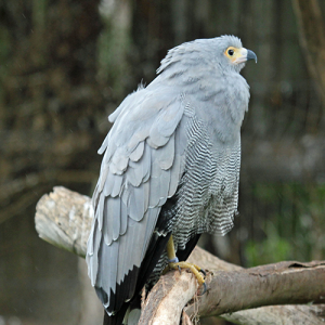 African-harrier-hawk