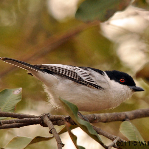 Black-backed-puffback-