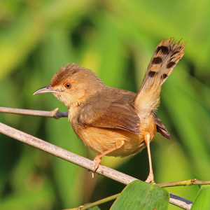 Red--faced-Cisticola-png-