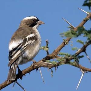 White-browed-sparrow-weaver