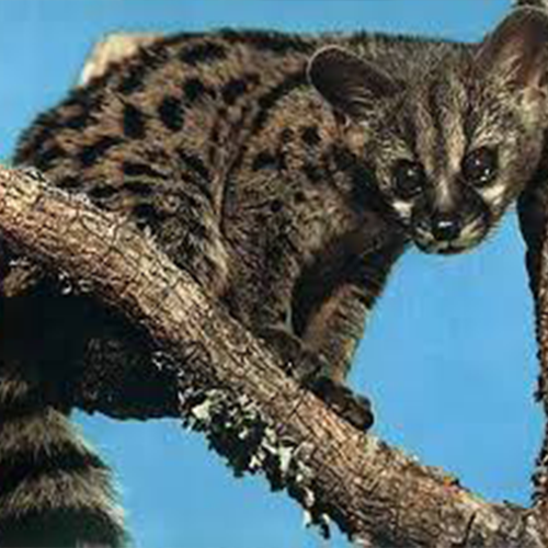 Civet